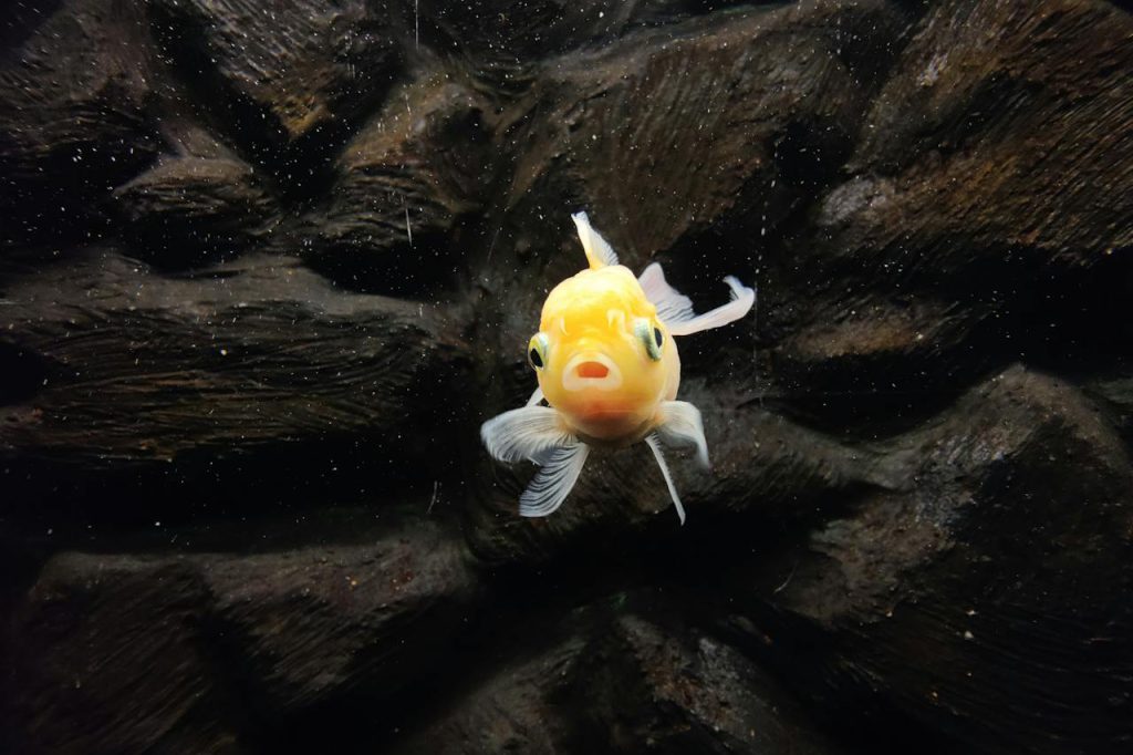 ryby słodkowodne w polsce